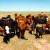 cattle-381-bg